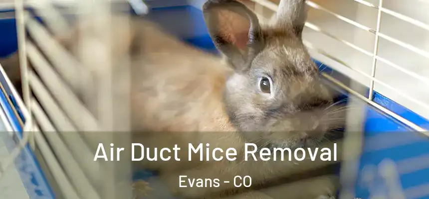  Air Duct Mice Removal Evans - CO
